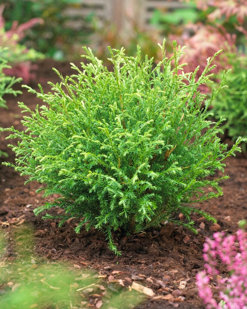 white cedar 'Mr Bowling Ball'