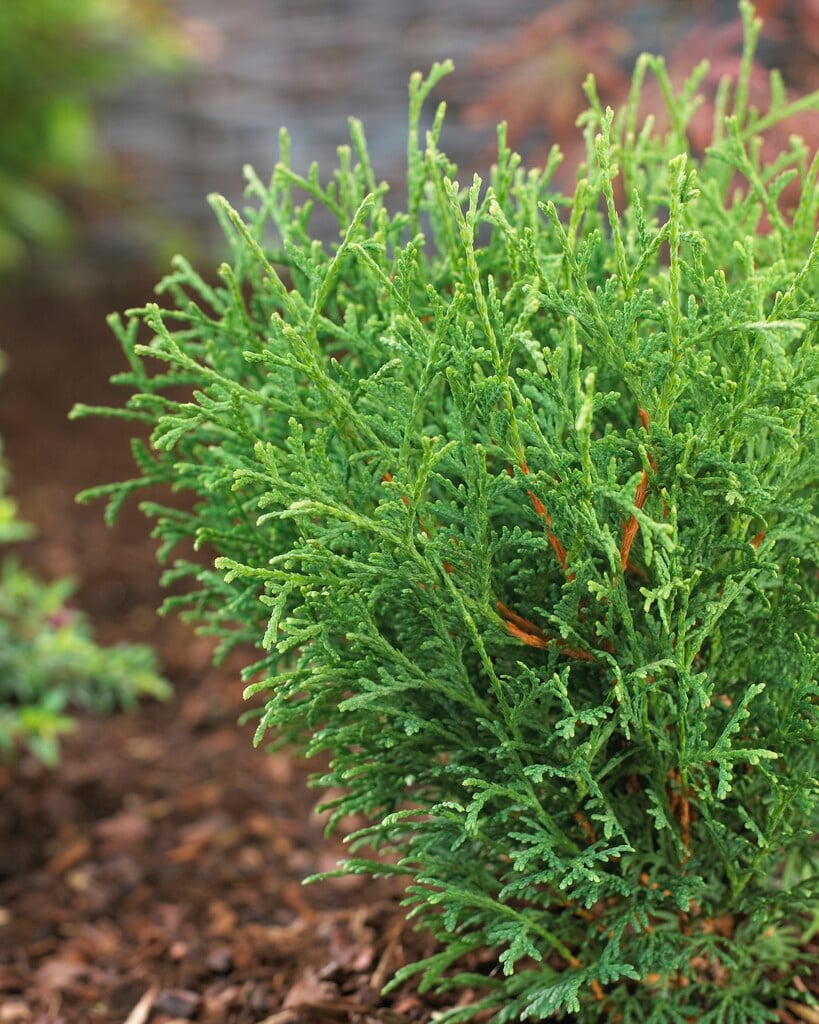 white cedar 'Tiny Tim'