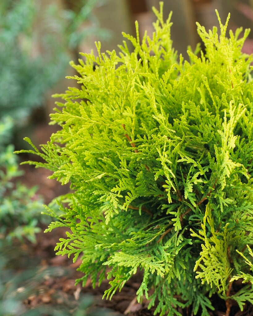 white cedar 'Golden Globe'
