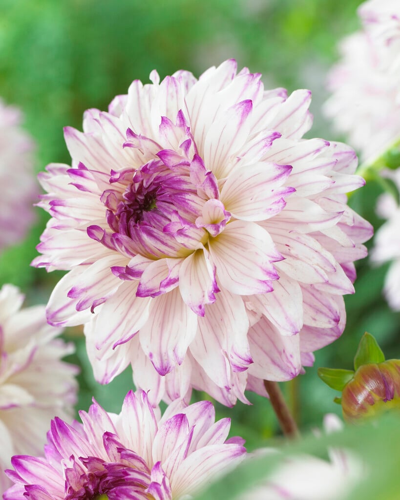 dahlia 'Caesars Palace'