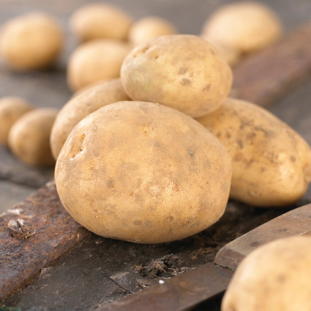 potato 'Maris Peer'