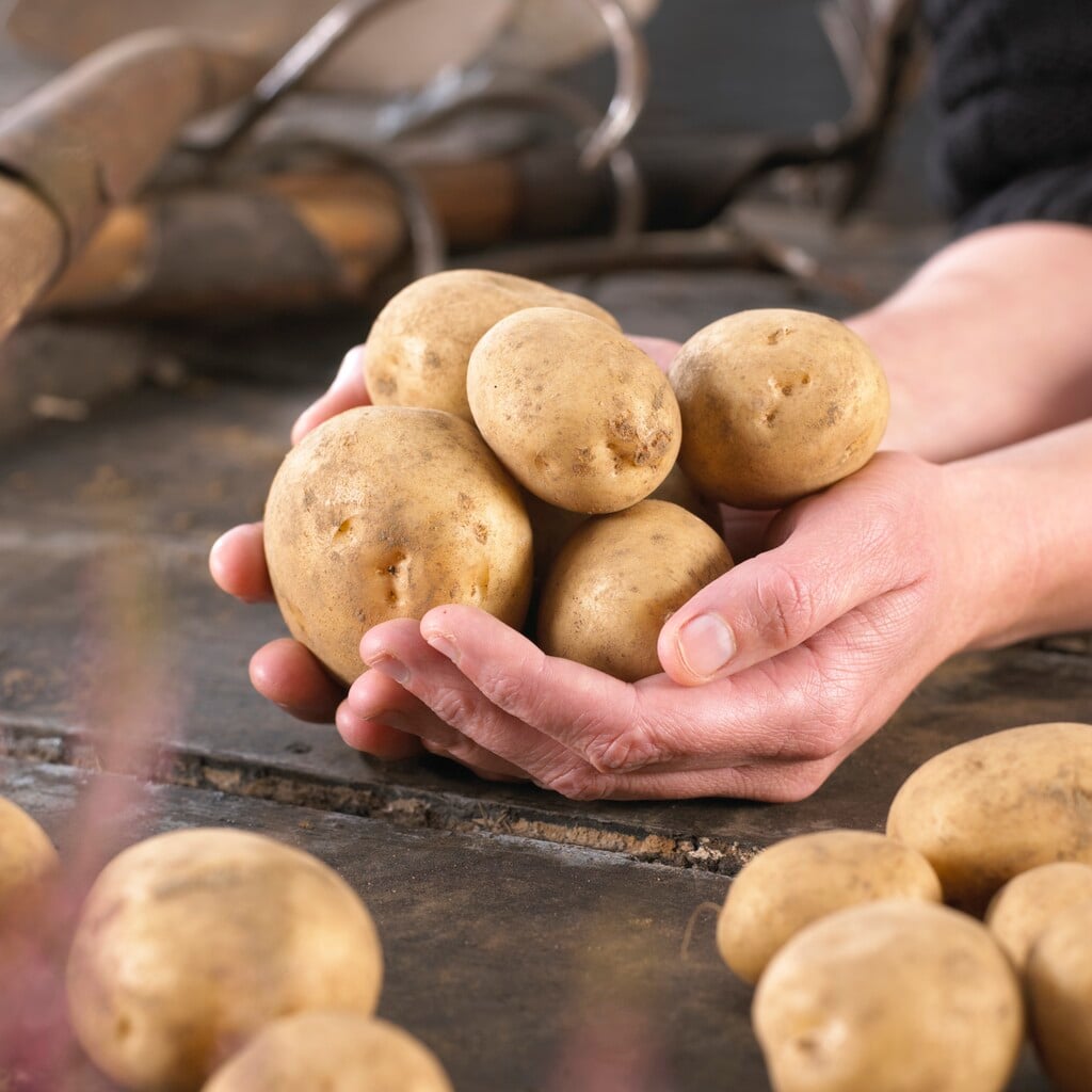 potato 'Maris Peer'