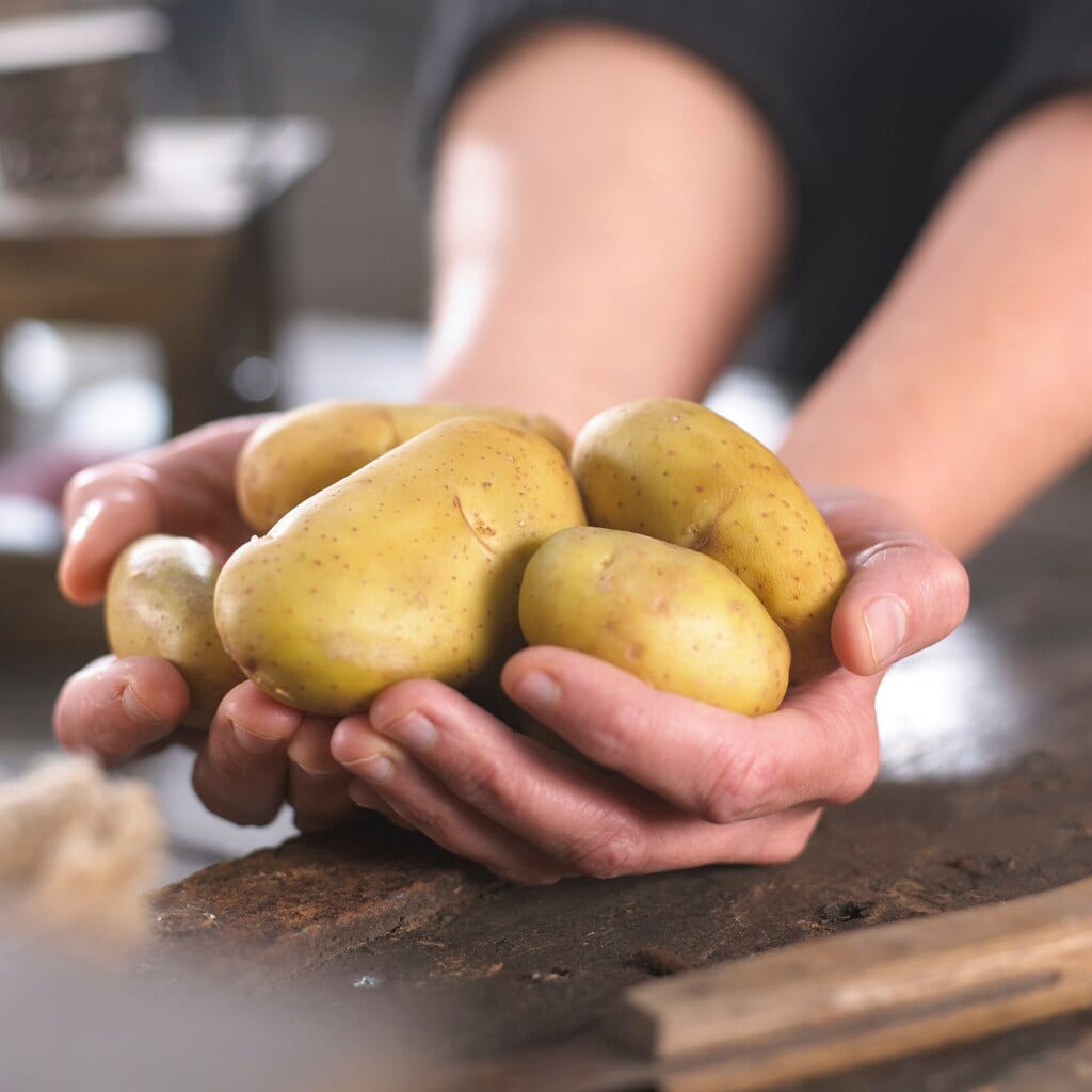 potato 'International Kidney'
