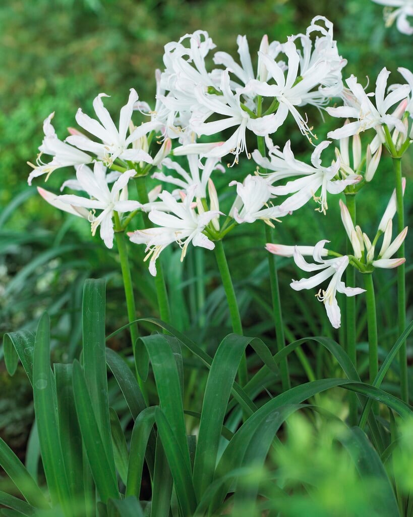 Bowden lily 'Bicolor'