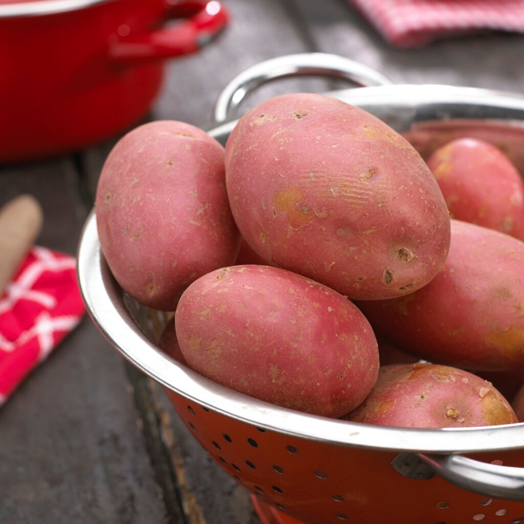 potato 'Mozart'