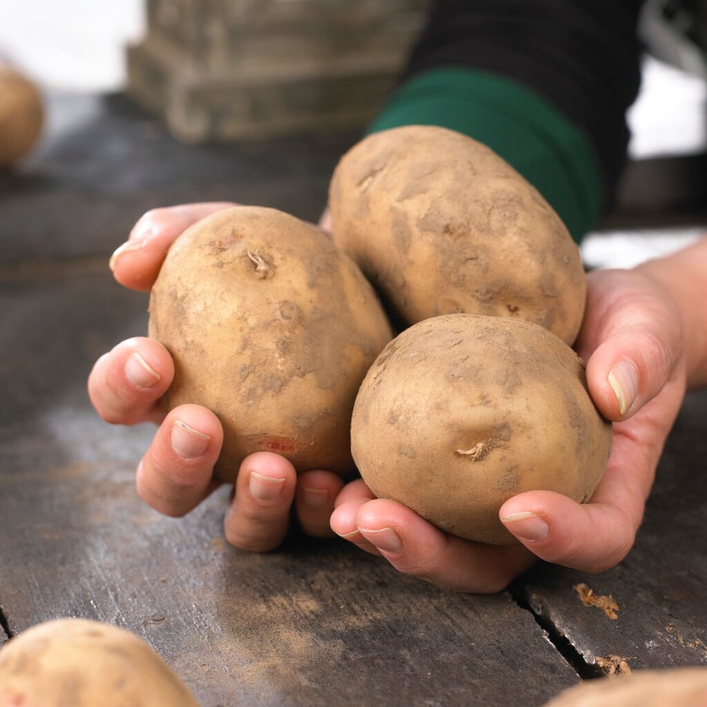 potato 'Cara'