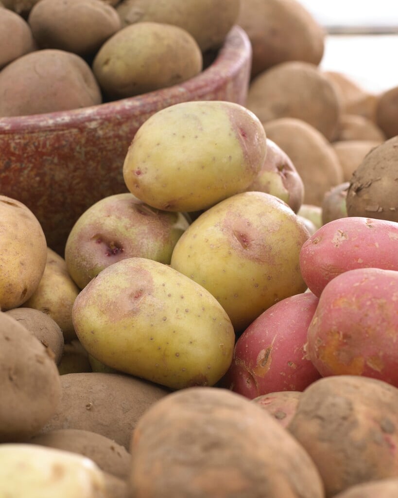 potato 'King Edward'