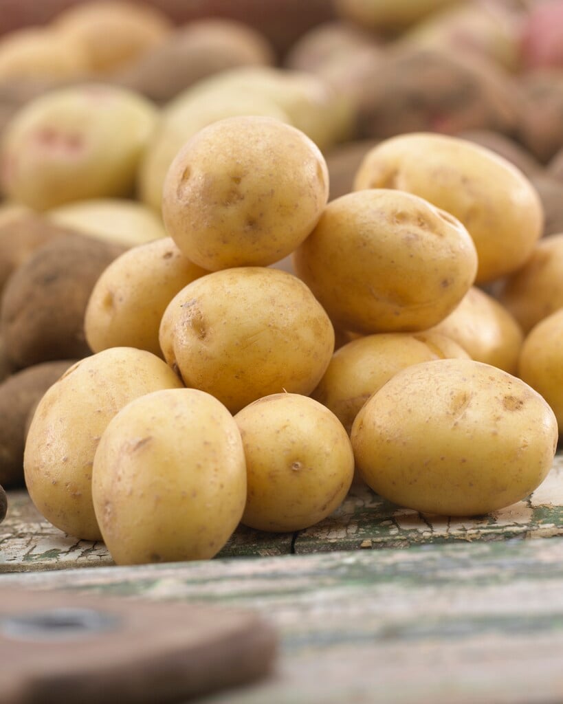 potato 'Mayan Gold'