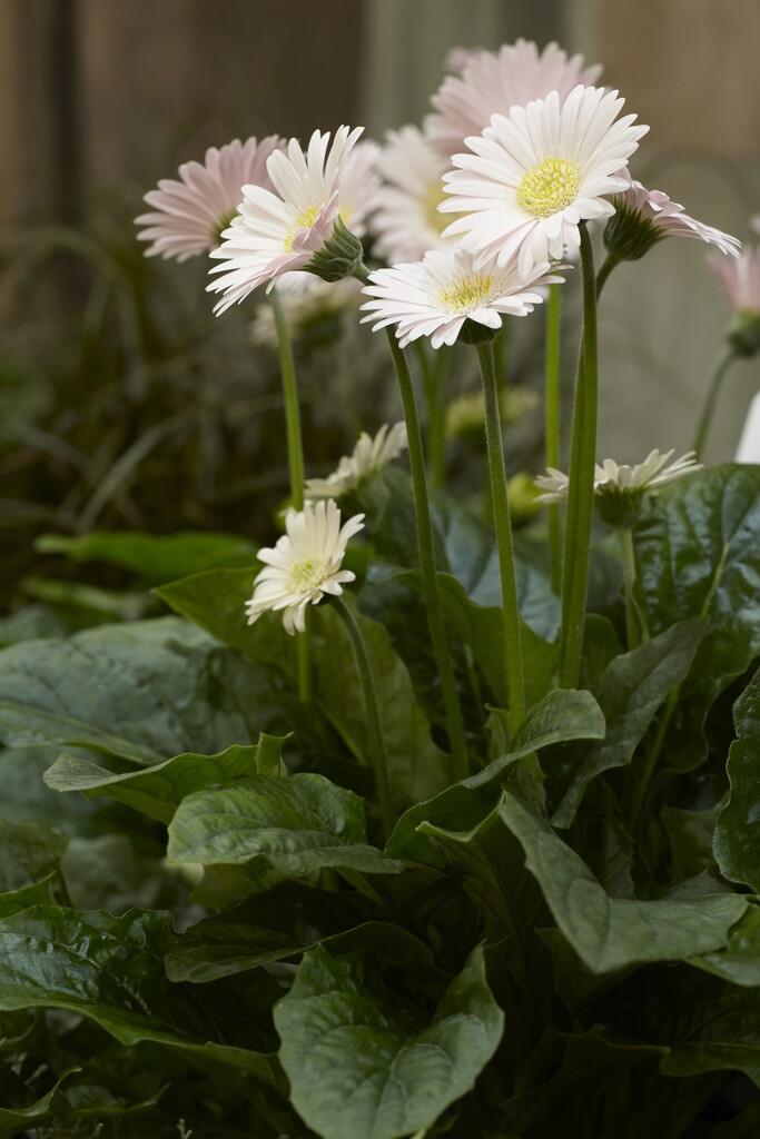 <i>Gerbera</i> [<span style="font-variant: small-caps;">Garvinea Valerie</span>] ('Garvalerie') (Garvinea Series)