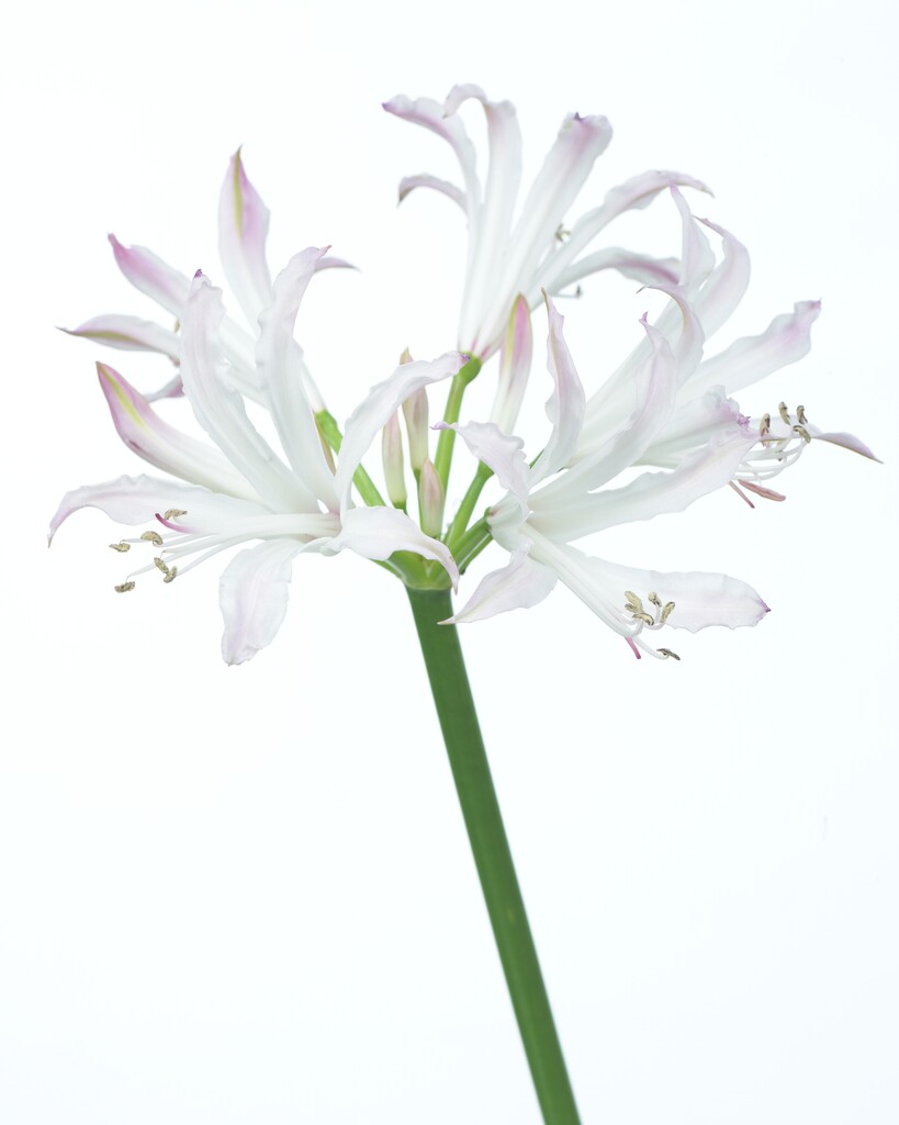 Bowden lily 'Bicolor'