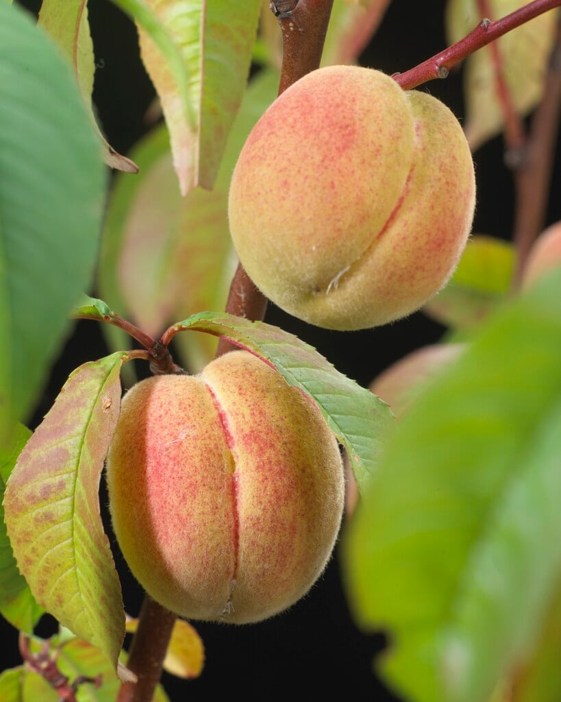 apricot