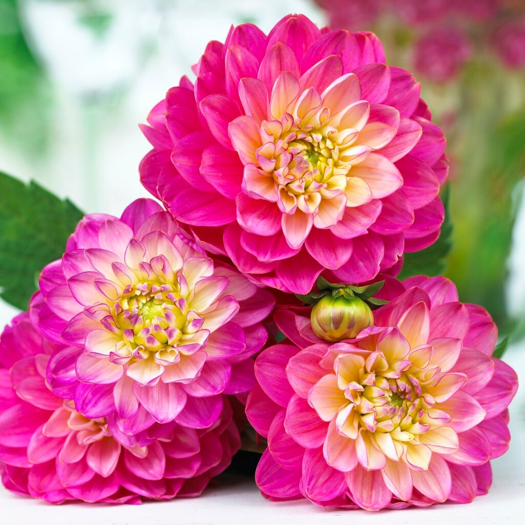 <i>Dahlia</i> 'Melody Pink Allegro' (D/DwB)
