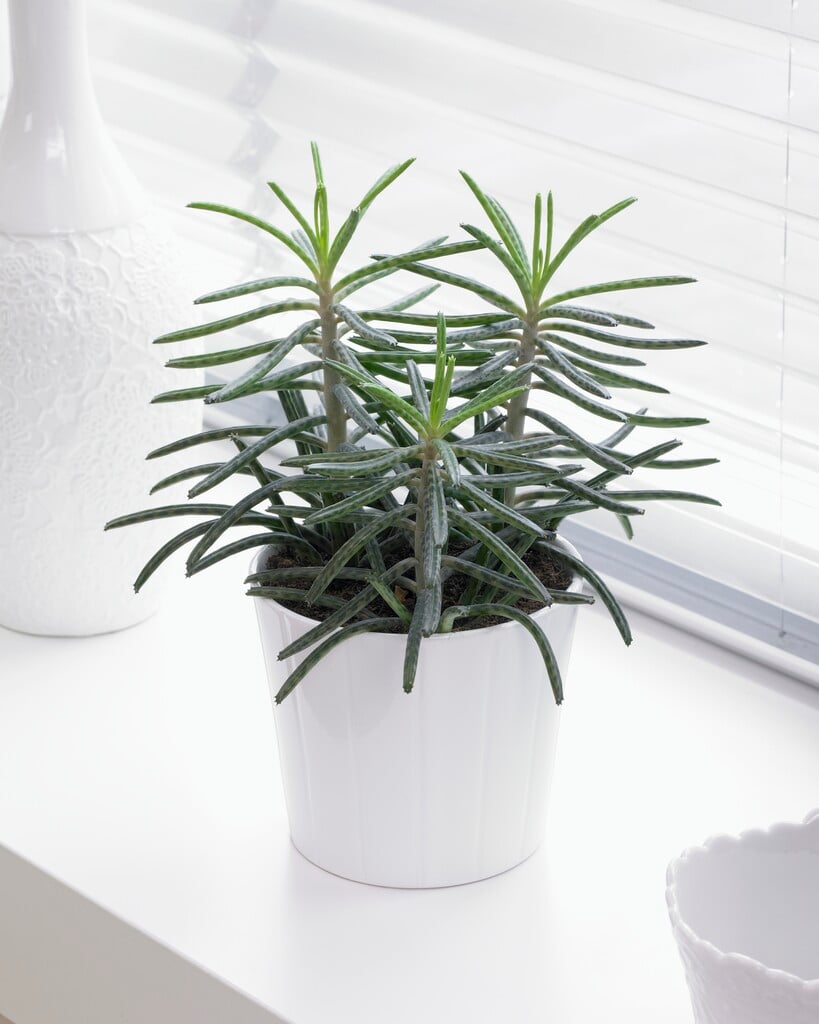 chandelier plant