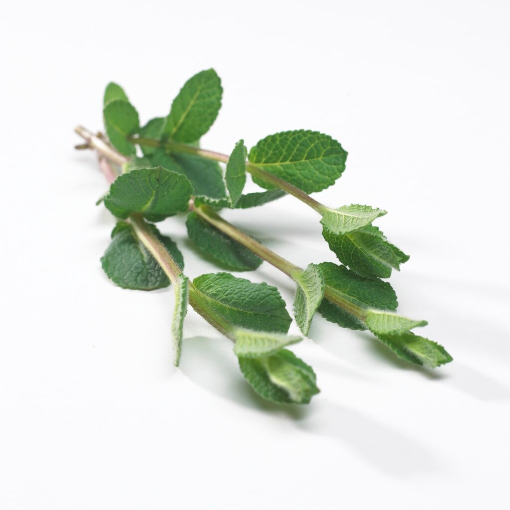 Moroccan mint