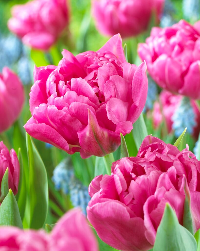 tulip 'Dior'