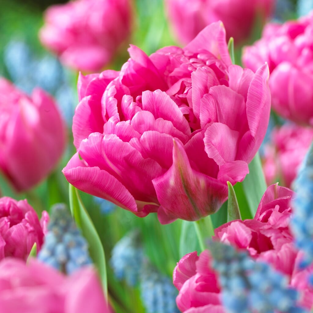tulip 'Dior'