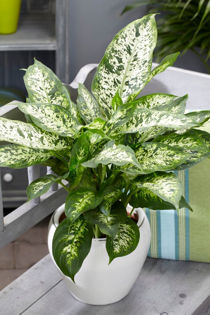 <i>Dieffenbachia</i> <i>seguine</i> 'Amoena' (v)