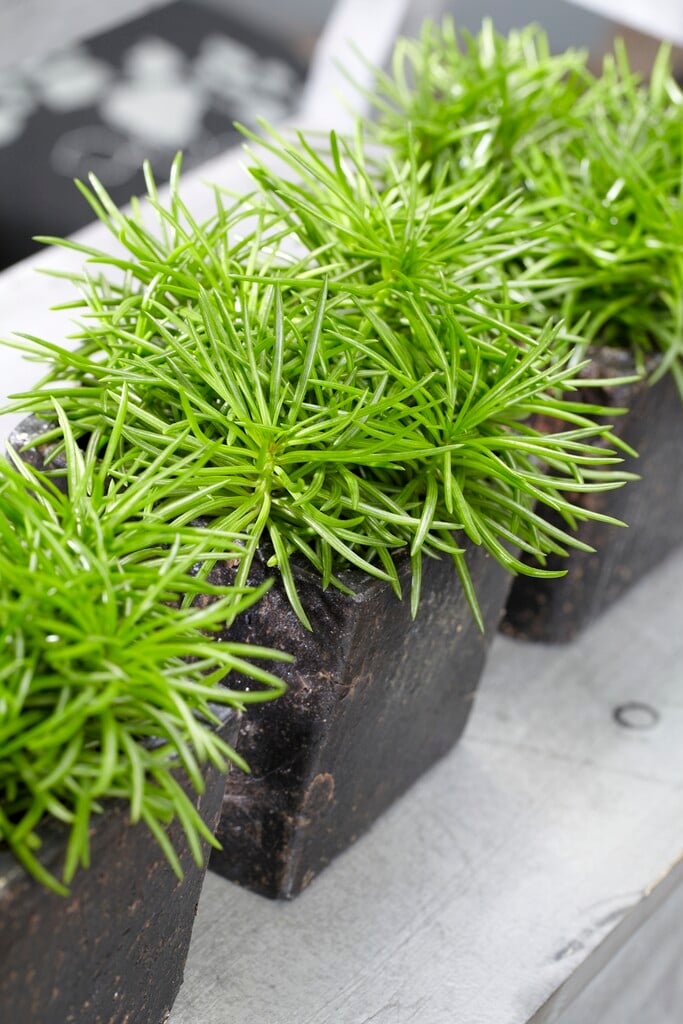 <i>Senecio</i> <i>barbertonicus</i>