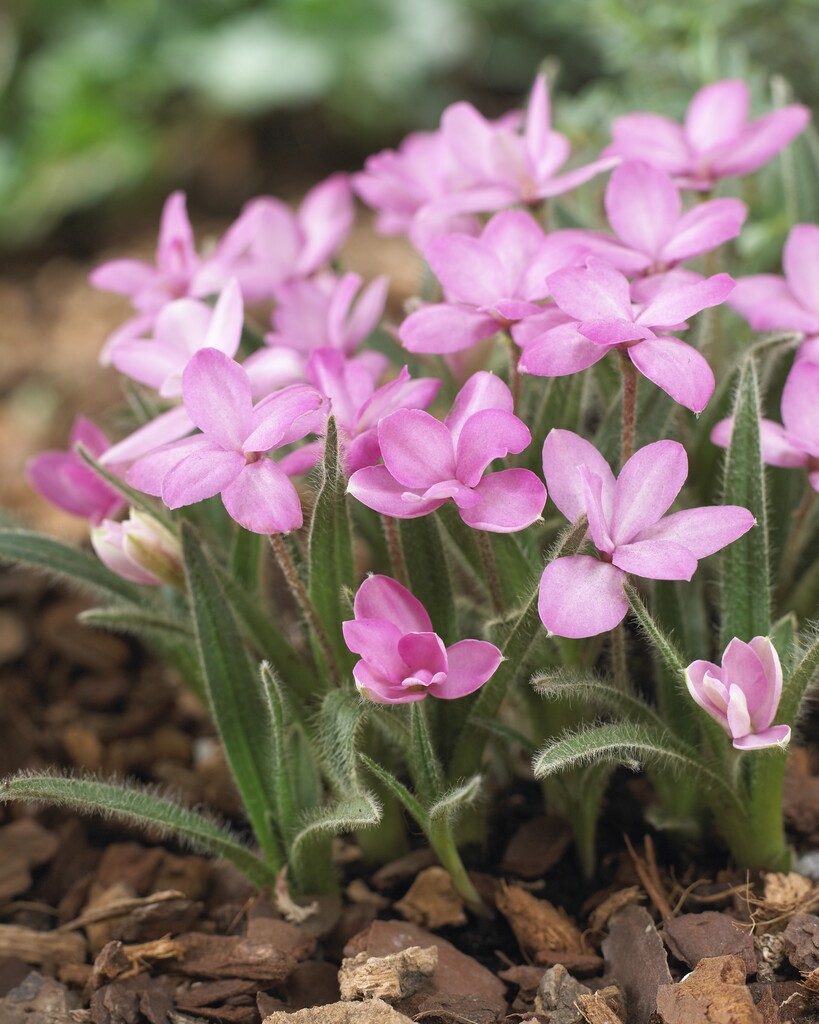 red star 'Stella'