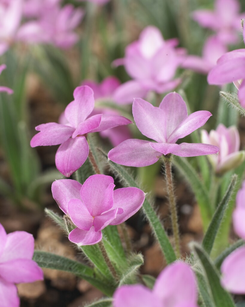 red star 'Stella'