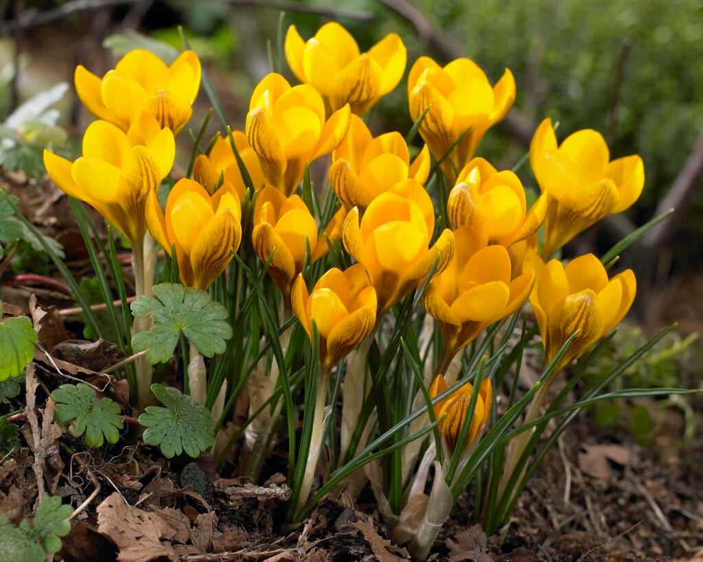 crocus 'Dorothy'