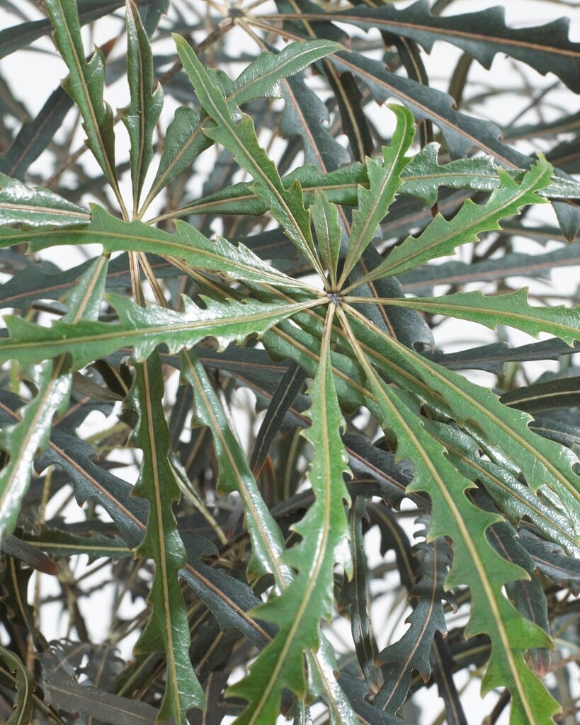 false aralia