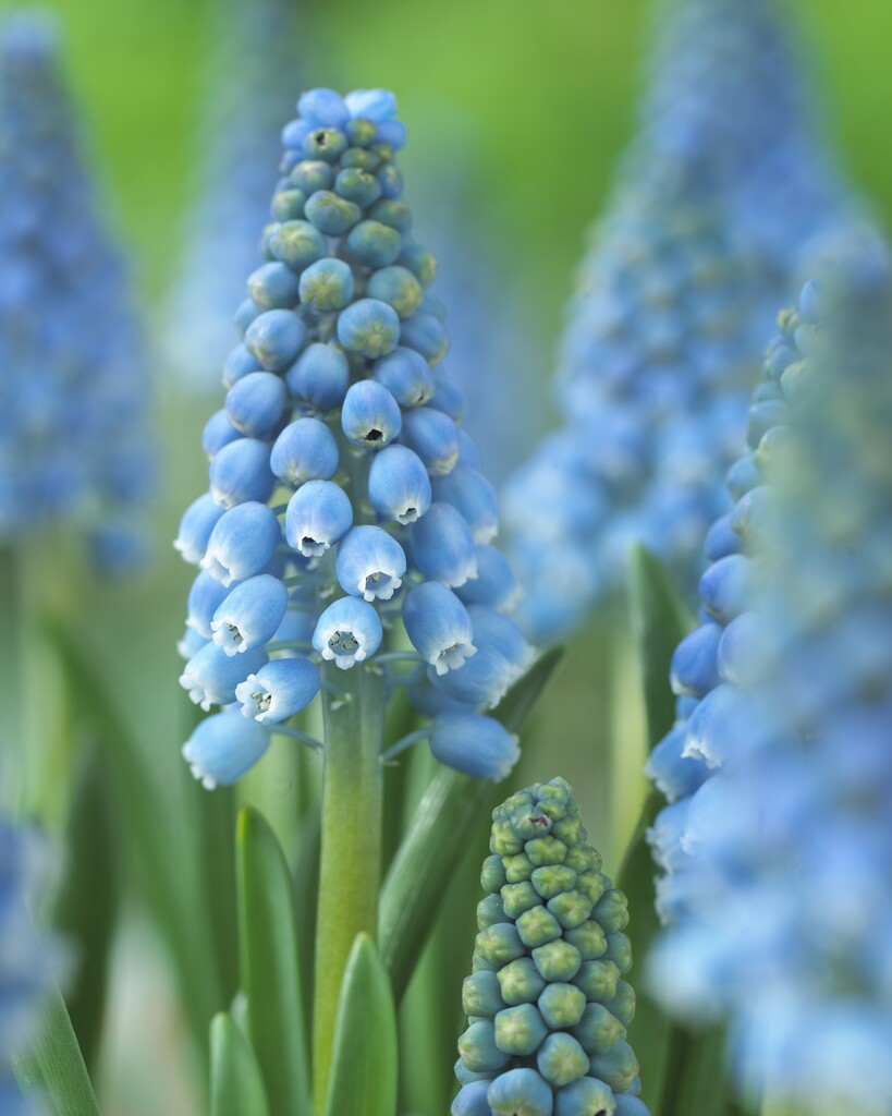 grape hyacinth 'Early Magic'