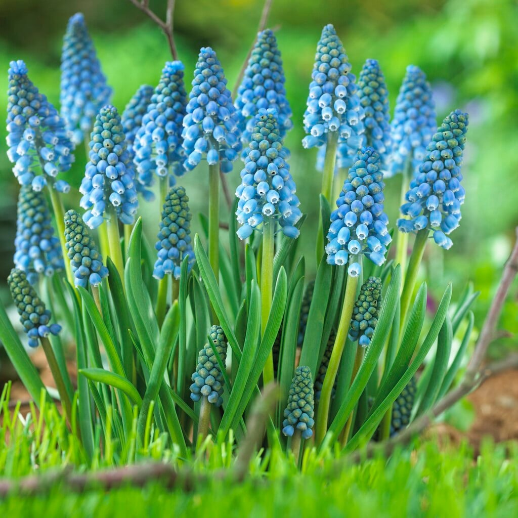 grape hyacinth 'Early Magic'