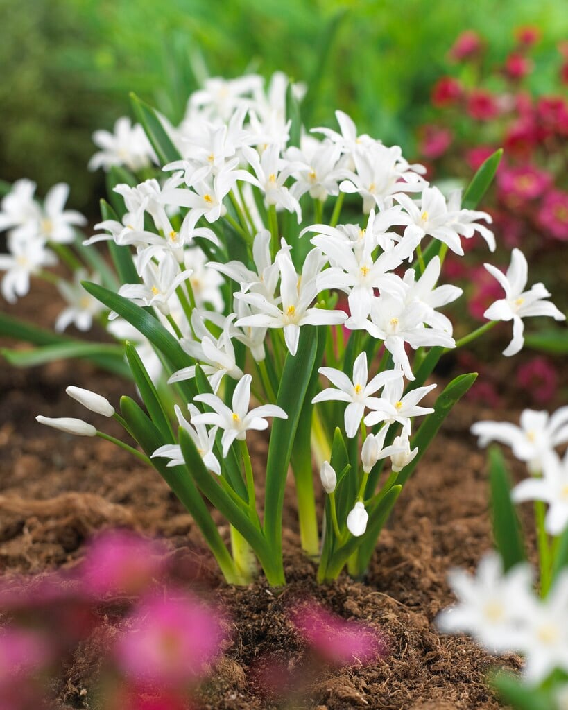 large-flowered Lucile's glory of the snow 'Alba'
