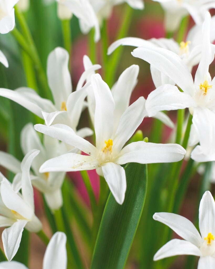 Scilla luciliae (Gigantea Group) 'Alba'