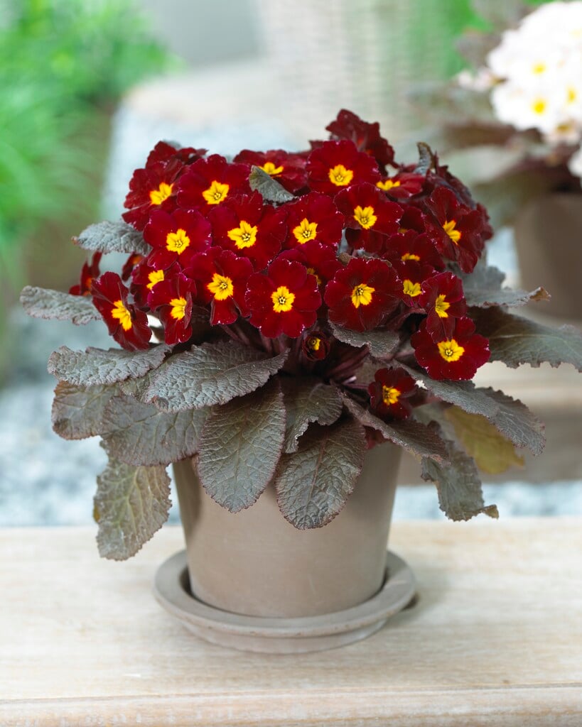 primrose [Innisfree]