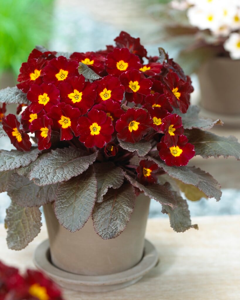primrose [Innisfree]