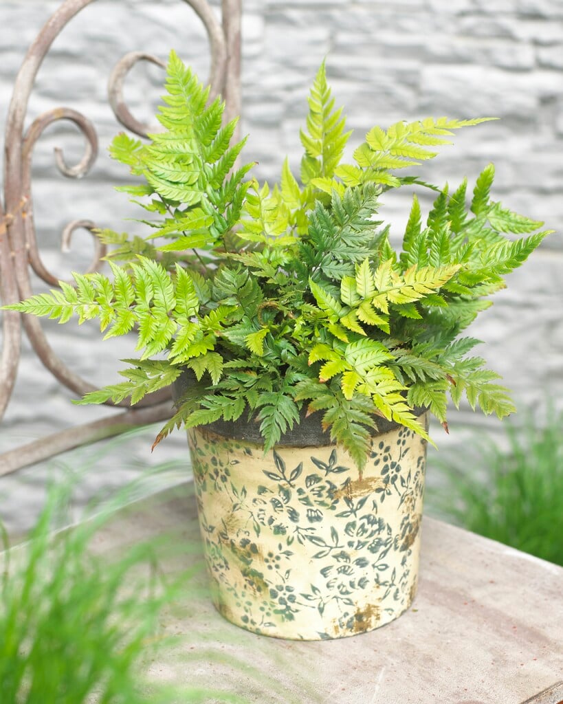rigid holly fern