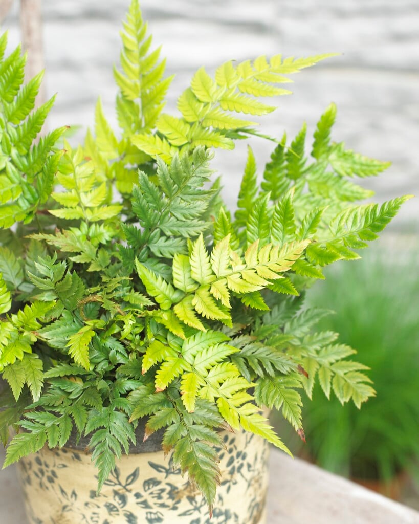rigid holly fern