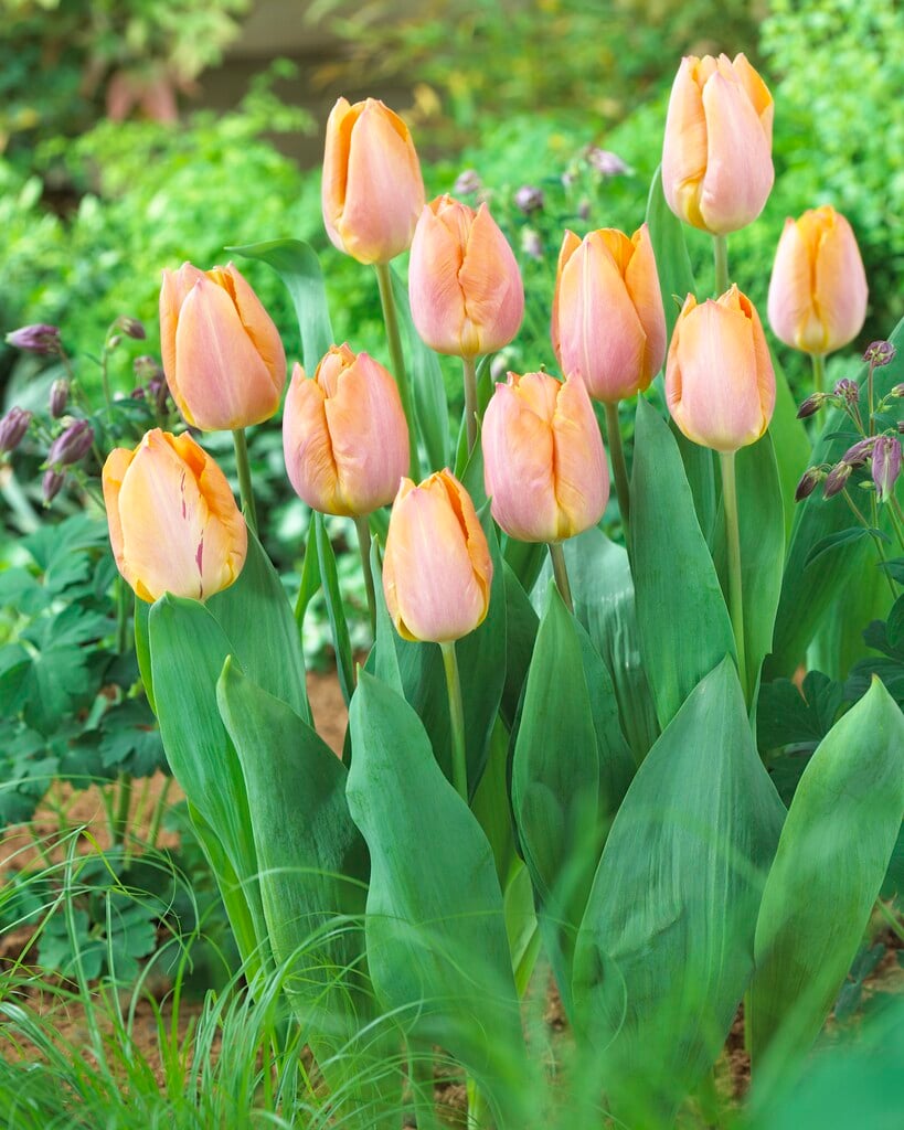 tulip 'Salmon Prince'