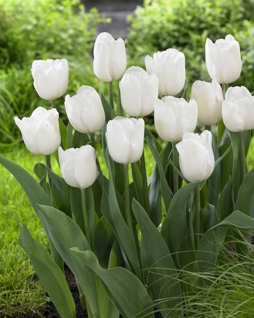 tulip 'Pim Fortuyn'