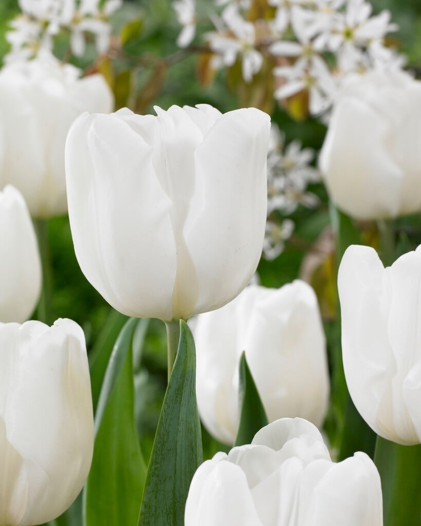 tulip 'Pim Fortuyn'