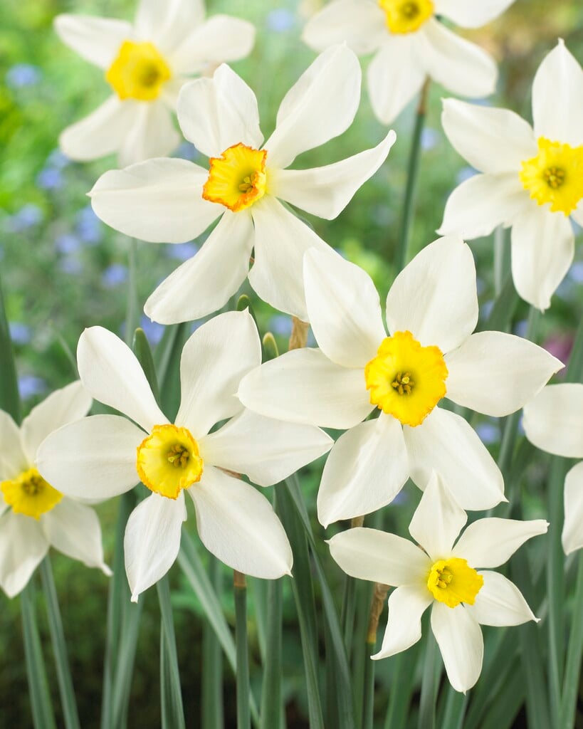 daffodil 'Seagull'