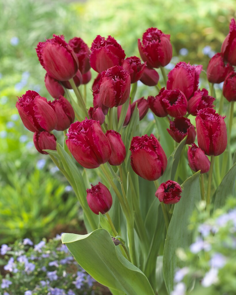 tulip 'Gipsy Love'