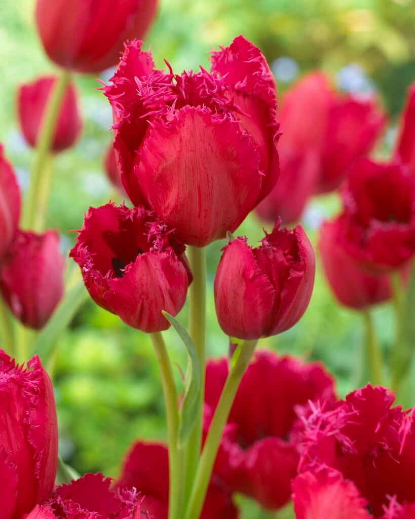 tulip 'Gipsy Love'