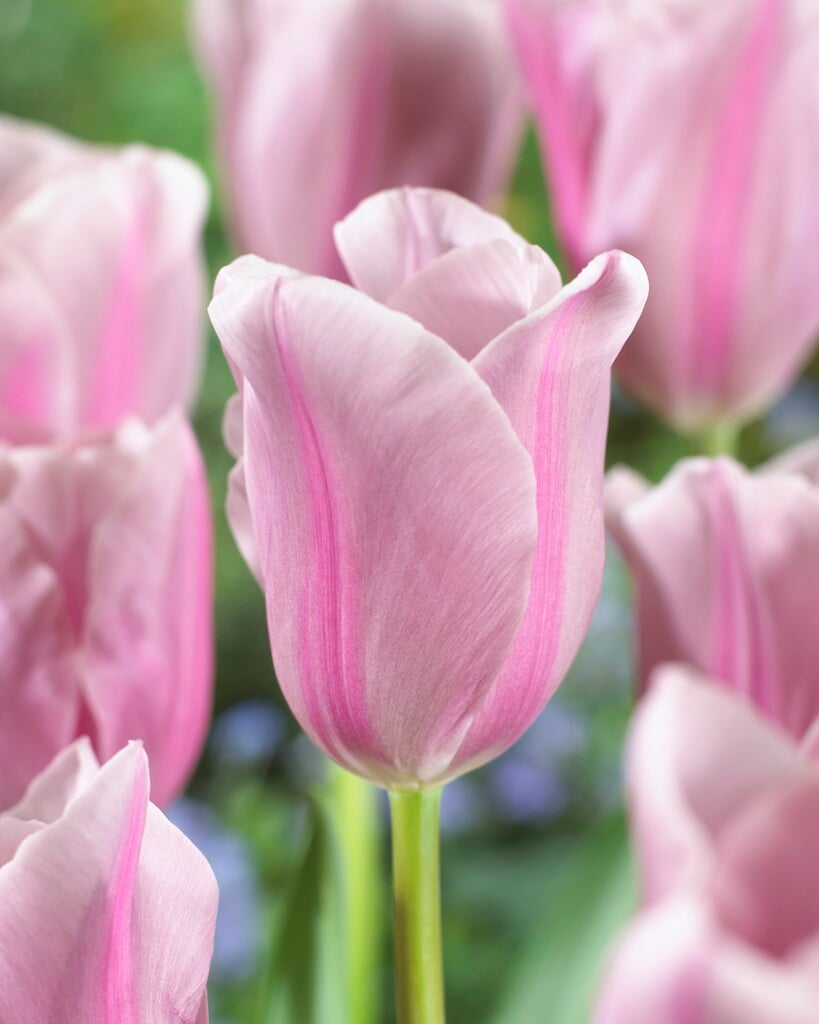 tulip 'Mistress Mystic'