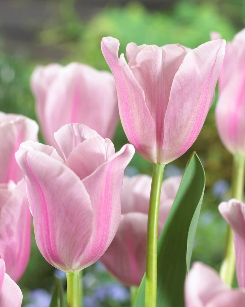 tulip 'Mistress Mystic'