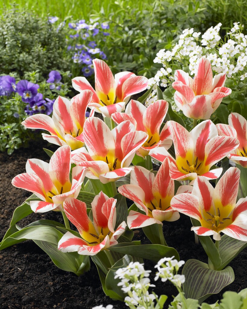 <i>Tulipa</i> 'Selim' (14)