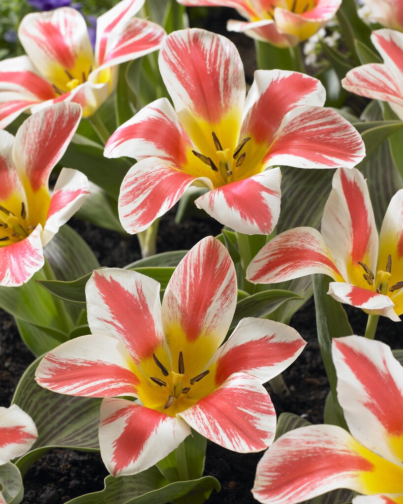 <i>Tulipa</i> 'Selim' (14)