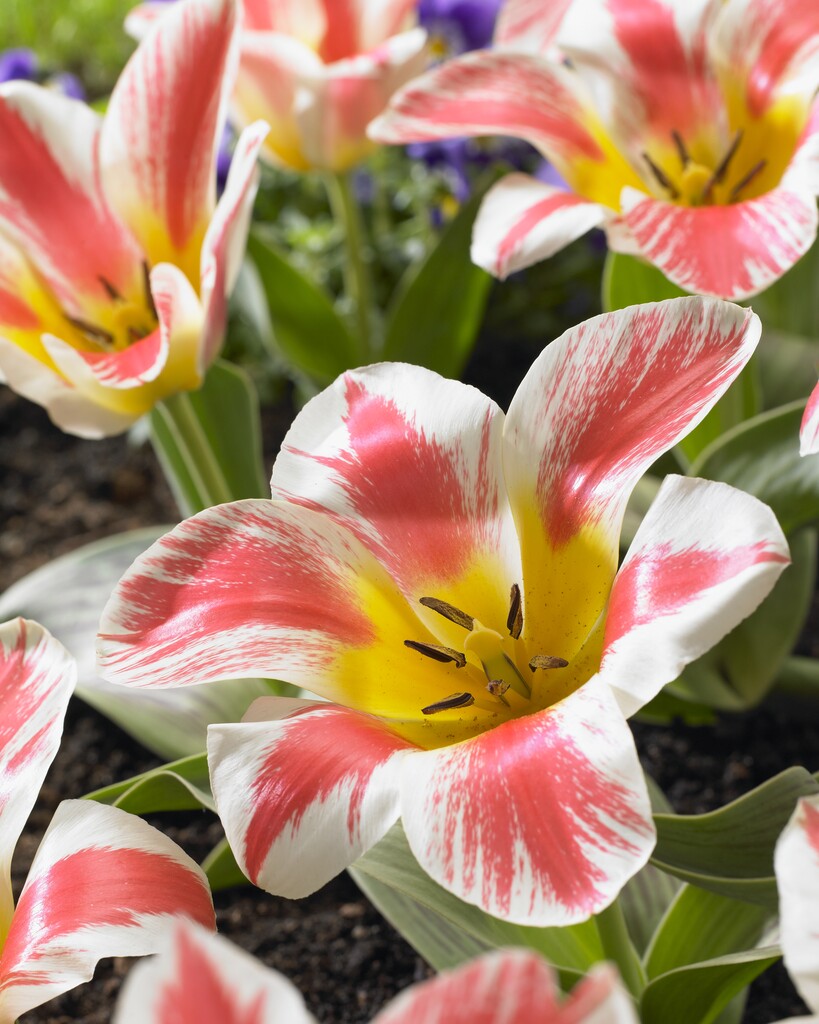 <i>Tulipa</i> 'Selim' (14)
