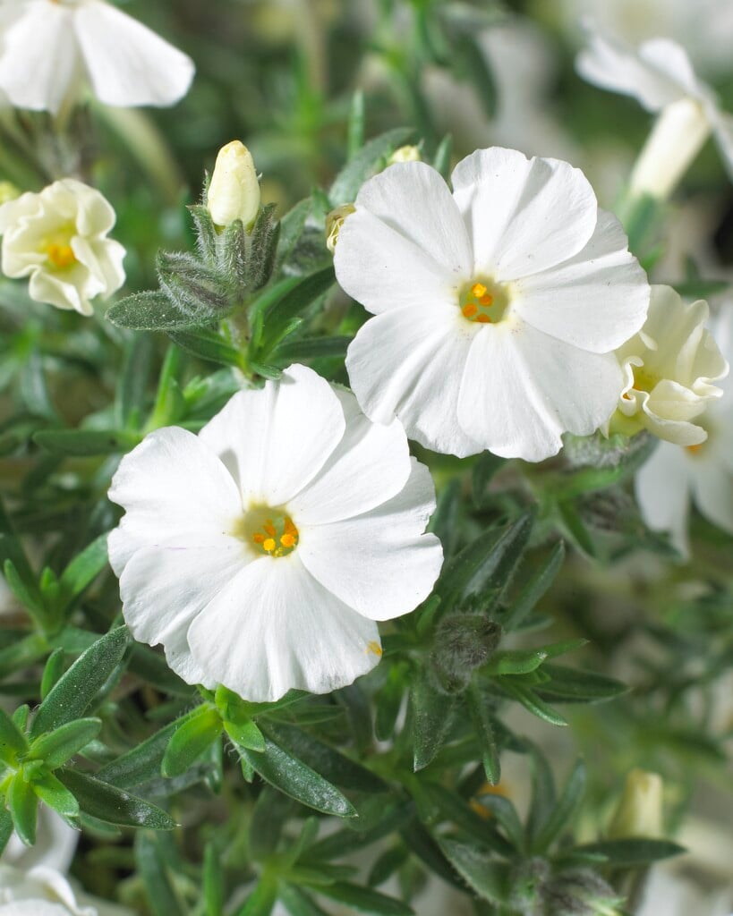 phlox 'White Admiral'