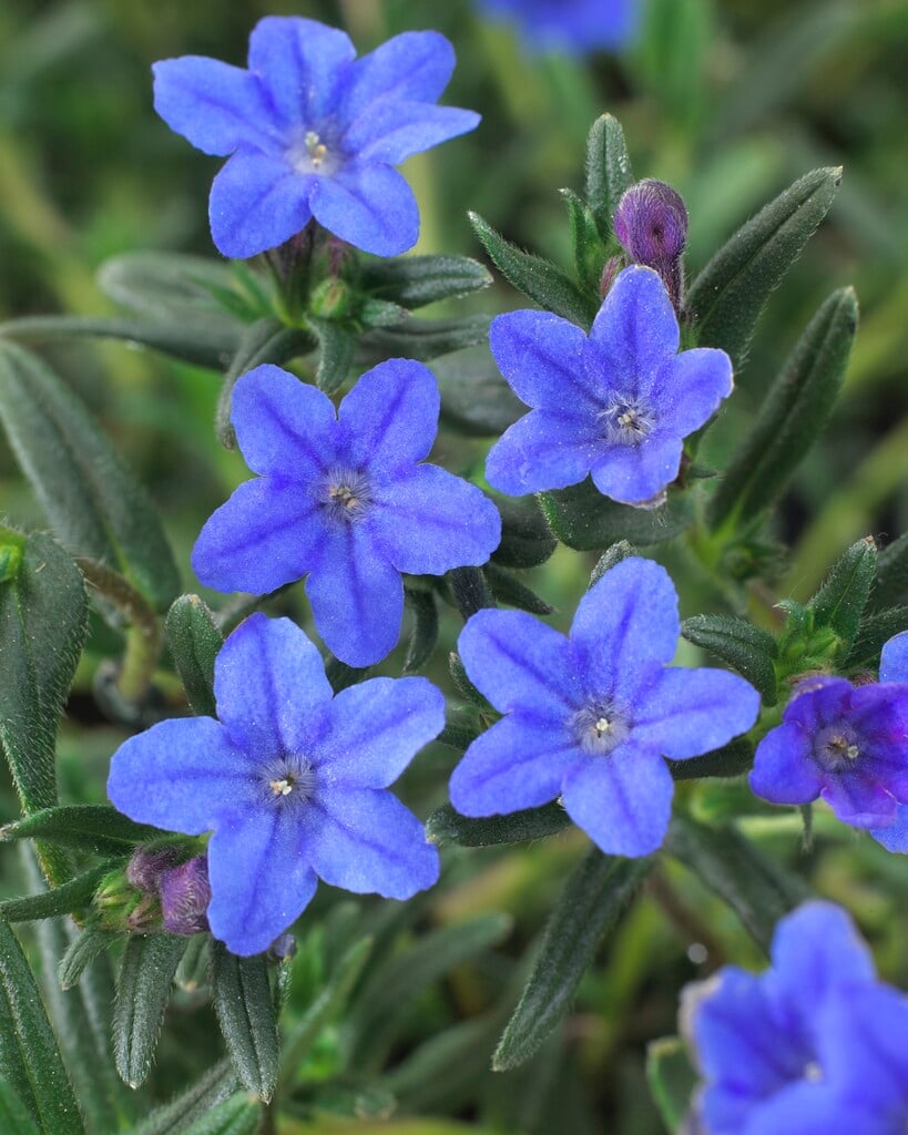 purple gromwell 'Grace Ward'