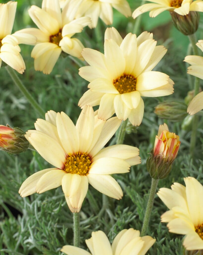 <em>Leucanthemum</em> 'Sunshine Peach'