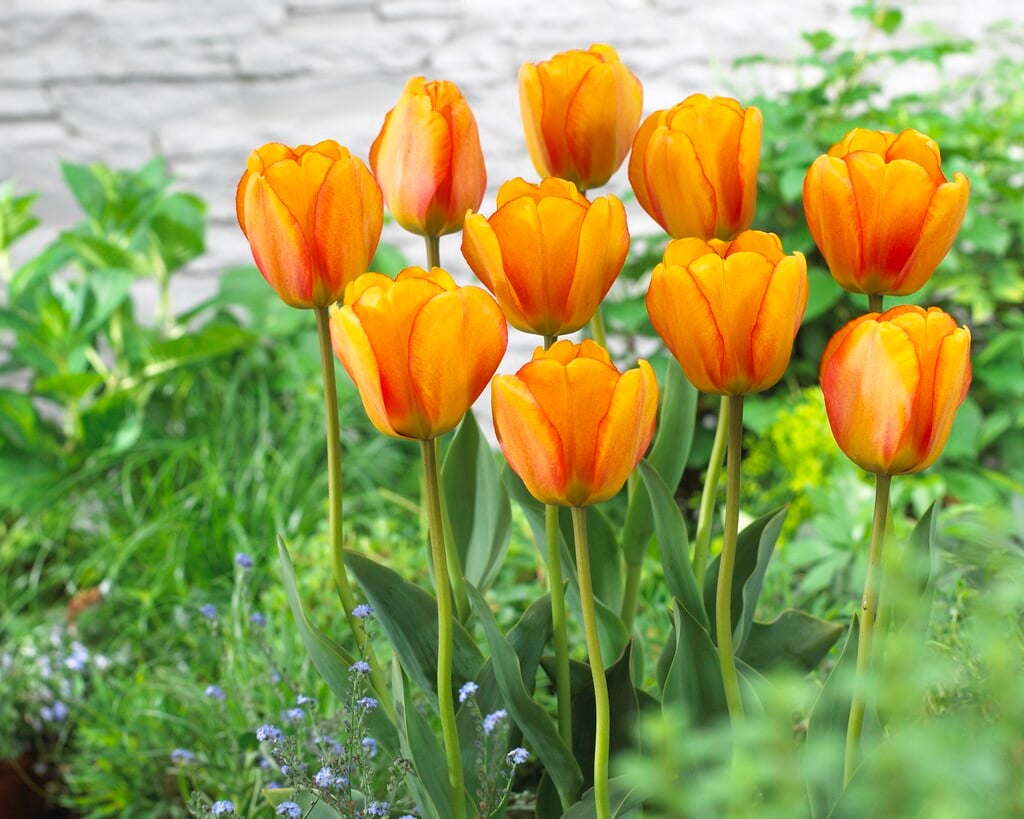 tulip 'Blushing Apeldoorn'