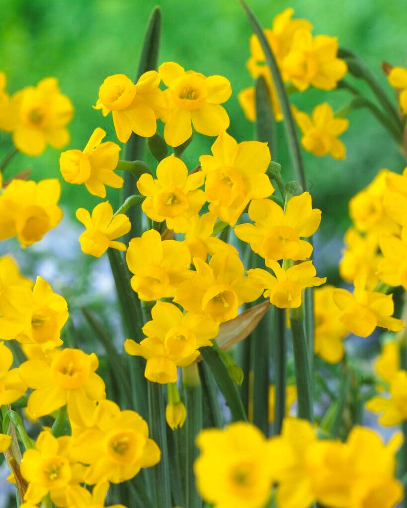 daffodil 'Little Oliver'